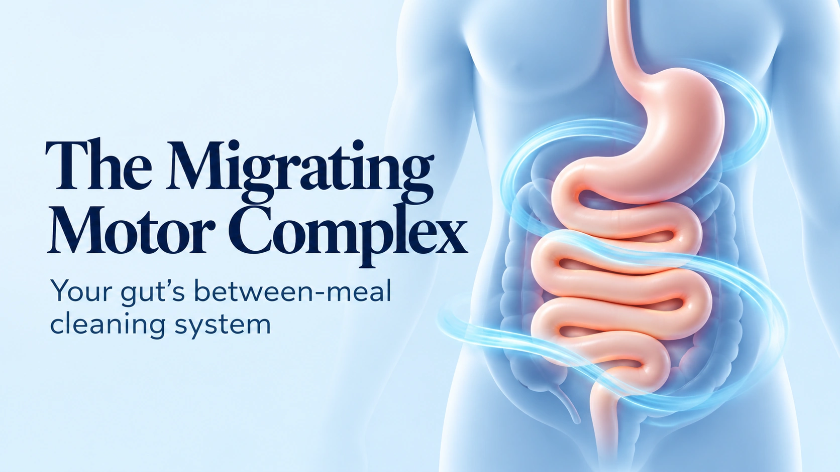 The Migrating Motor Complex: your gut’s between-meal cleaning system, with a conceptual illustration of the digestive tract.
