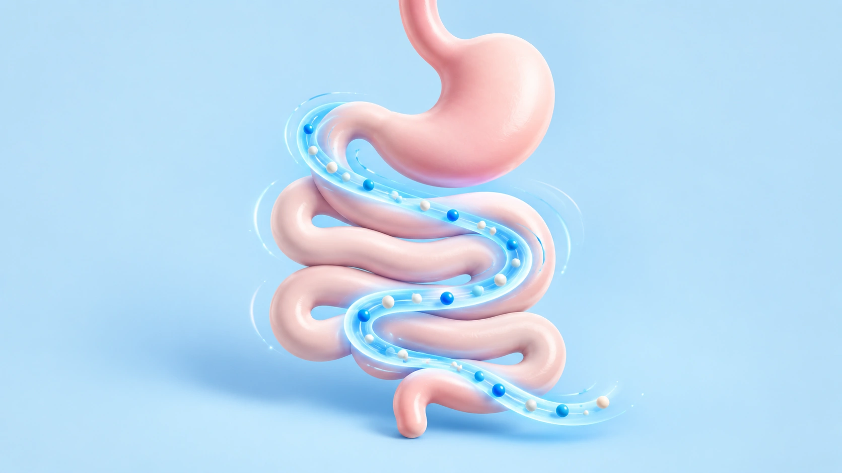 Conceptual stomach and small intestine illustration with flowing blue ribbons representing sweeping movement.